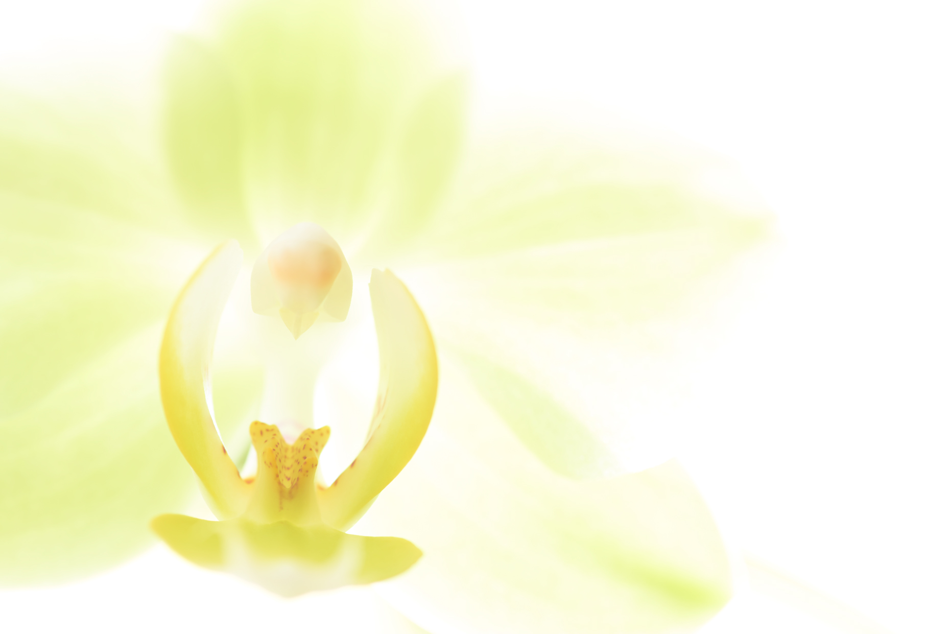 Orchid_Study